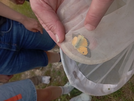 Pot cvetočih travnikov v Budincih